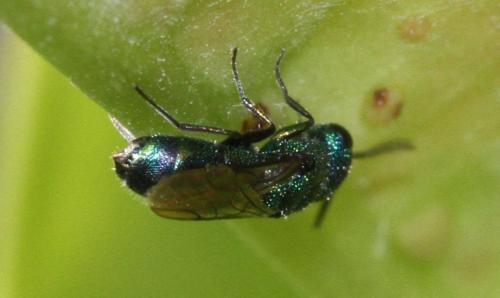 Trichrysis cyanea